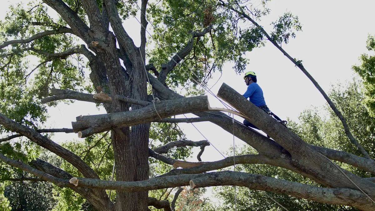Professional Crown Thinning performed by certified arborists in Tipton