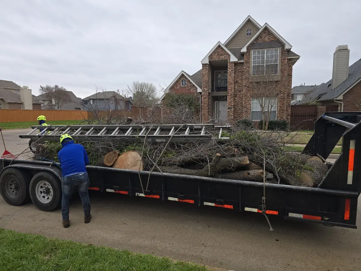 Expert Tree Pest Control with proper safety equipment in Tipton